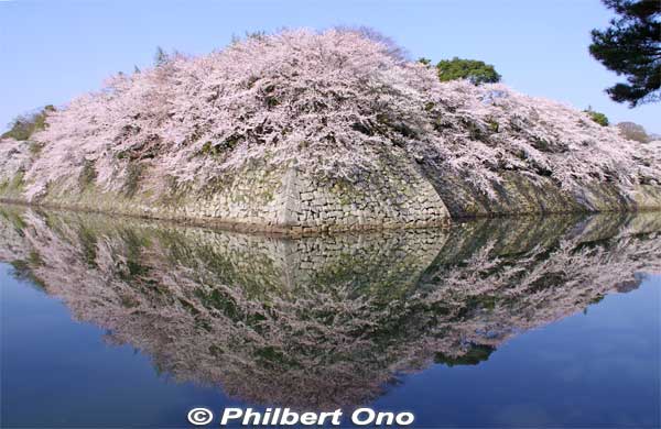 Hikone Castle moat and cherry blossoms.
Keywords: shiga hikone castle sakura cherry blossoms shigabestkokuho shigabestsakura