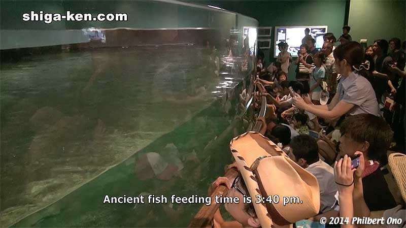 Feeding time for sturgeon.
Keywords: shiga kusatsu karasuma peninsula lake biwa museum aquarium fish