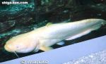Filename=lb324-YellowCatfish-27889402.jpg
Filesize=22KiB
Dimensions=582x354
Date added=Jul 09, 2014 lb324-YellowCatfish-27889402.jpg