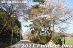 ka423-20110413_7406.jpg
