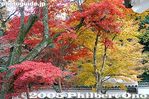 ki340j-IMG_2579.jpg