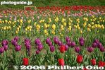 tu031-IMG_2312.jpg