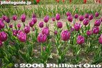 tu032-IMG_2319.jpg