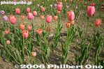 tu037-IMG_2328.jpg