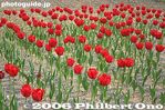 tu038-IMG_2266.jpg