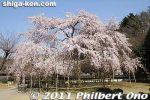 ki329-20110413_7221.jpg