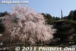 ki333-20110413_7273.jpg