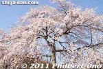 ki340-20110413_7337.jpg