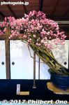 Filename=ke300-20170310_5873.jpg
Filesize=34KiB
Dimensions=333x500
Date added=Jun 20, 2017 ke300-20170310_5873.jpg