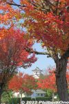 Filename=nt081-20221112_4981.jpg
Filesize=57KiB
Dimensions=400x600
Date added=Nov 13, 2022 nt081-20221112_4981.jpg