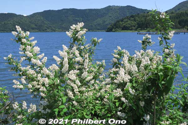 White flowers along Lake Yogo in late May. 
Keywords: shiga nagahama lake yogo