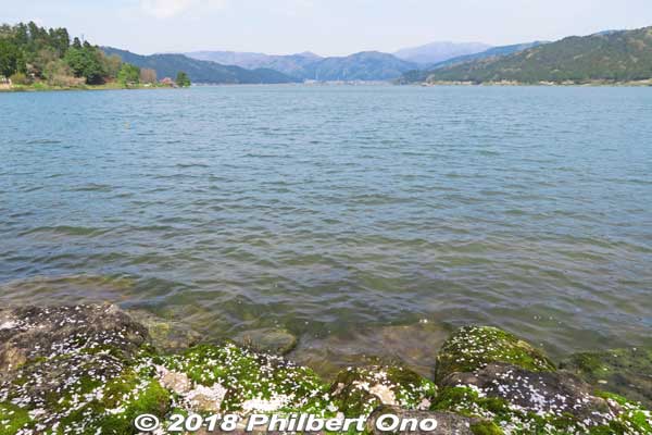 Lake Yogo cherry blossom petals.
Keywords: shiga nagahama lake yogo sakura