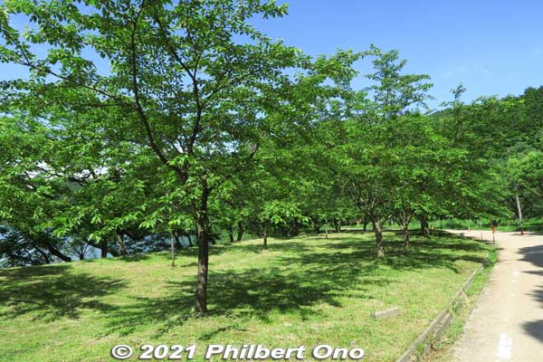 Lake Yogo cherry blossom trees in late May.
Keywords: shiga nagahama lake yogo