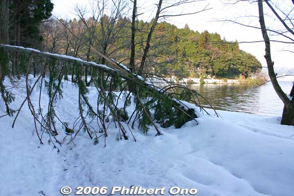 Tree fallen by the weight of snow.
