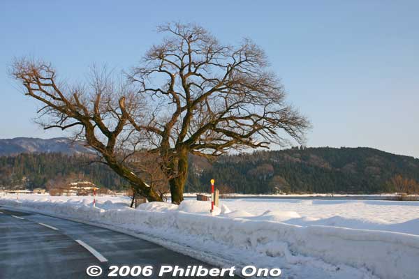 Yogo's most famous tree, the swan maiden tree in winter.
