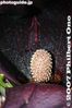 im875-IMG_8389.jpg