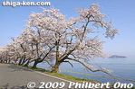 ko121-20090410_9373.jpg