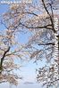ko128-20090410_9389.jpg