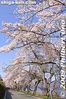 ko136-20090410_9417.jpg