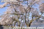 ko137-20090410_9418.jpg
