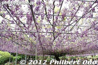 Yae-fuji wisteria trellis. Yae-fuji features more flower petals, making the flower look more like little balls. 八重藤
Keywords: tochigi ashikaga flower park wisteria flowers garden