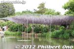Filename=af355-20120511_7113.jpg
Filesize=29KiB
Dimensions=400x267
Date added=May 12, 2012 af355-20120511_7113.jpg