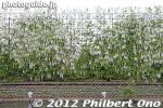 Filename=af384-20120511_7203.jpg
Filesize=35KiB
Dimensions=400x267
Date added=May 12, 2012 af384-20120511_7203.jpg