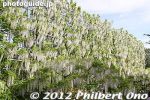 Filename=af388-20120511_7547.jpg
Filesize=37KiB
Dimensions=400x267
Date added=May 12, 2012 af388-20120511_7547.jpg