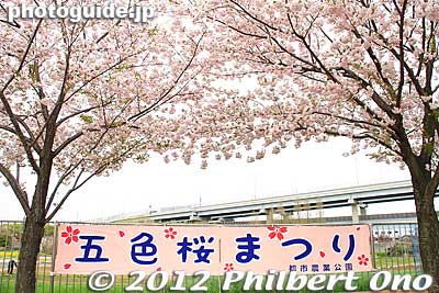 Keywords: Tokyo Adachi-ku Toshi Nogyo koen Park goshiki sakura cherry blossoms matsuri festival flowers