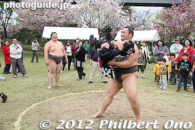 She is carried out. The wrestlers gave us lots of good laughs and entertainment.
Keywords: Tokyo Adachi-ku Toshi Nogyo koen Park goshiki sakura cherry blossoms matsuri festival flowers sumo wrestlers