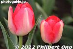 gs177-20120416_1922.jpg