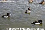 Filename=026-IMG_2764.jpg
Filesize=16KiB
Dimensions=400x267
Date added=Apr 06, 2007 026-IMG_2764.jpg