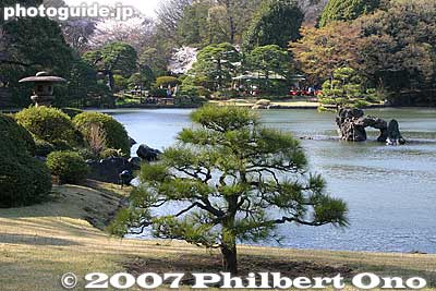 Pine tree
Keywords: tokyo bunkyo-ku ward rikugien garden matsu pine tree pond