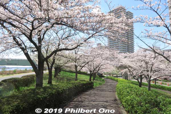 Keywords: tokyo edogawa-ku Komatsugawa Cherry Blossoms sakura