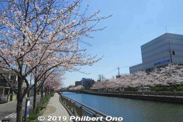 Now walking on the other side of the river for the return trip. This side of the river is also very nice.
Keywords: tokyo edogawa-ku shinkawa shin river cherry blossoms sakura flowers