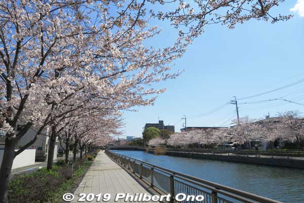 A short walk to Ukita Bridge where I turned left to walk to Funabori Station (Toei Shinjuku Line).
Keywords: tokyo edogawa-ku shinkawa shin river cherry blossoms sakura flowers