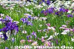 ho020-20080614_6289.jpg