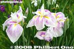ho023-20080614_6304.jpg