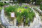 ho058-20080614_6482.jpg