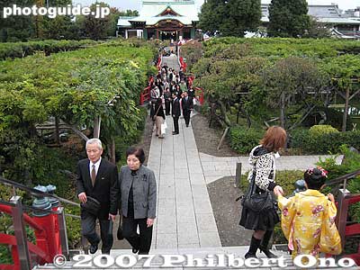 Held every autumn, the Chrysanthemum Festival (Kiku Matsuri) at Kameido Tenjin Shrine displays many exotic and pretty varieties of this flower in November.
Keywords: tokyo koto-ku kameido tenjin shinto shrine chrysanthemum flower festival autumn fall