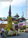 kc251-P1090597.jpg