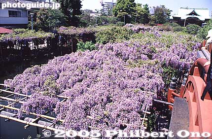 View from top of bridge years ago. The shrine has two "taiko-bashi" arch bridges. This is the view from the top of the first one soon after you pass under the torii.
Keywords: tokyo koto-ku Kameido Tenmangu Shrine Wisteria Festival fuji matsuri flowers japanharu