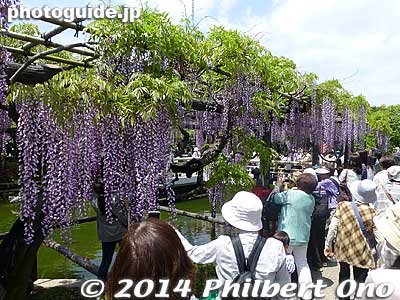 Wisteria is low enough to smell.
Keywords: tokyo koto-ku Kameido tenjin Tenmangu Shrine Wisteria Festival fuji matsuri flowers