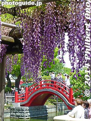 The second taiko bridge and wisteria.
Keywords: tokyo koto-ku Kameido tenjin Tenmangu Shrine Wisteria Festival fuji matsuri flowers