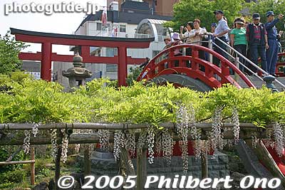 Kameido Tenjin Shrine torii and taiko bridge with wisteria.
Keywords: tokyo koto-ku Kameido Tenmangu Shrine Wisteria Festival fuji matsuri flowers japanshrine