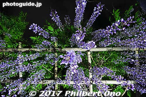 Bottom view of Kameido Tenjin Shrine wisteria at night.
Keywords: tokyo koto-ku Kameido tenjin Tenmangu Shrine Wisteria Festival fuji matsuri flowers japanflower