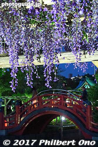 Keywords: tokyo koto-ku Kameido tenjin Tenmangu Shrine Wisteria Festival fuji matsuri flowers Keywords: tokyo koto-ku Kameido tenjin Tenmangu Shrine Wisteria Festival fuji matsuri flowers