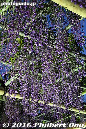 Wisteria at Kameido Tenjin Shrine lit up in the evening.
Keywords: tokyo koto-ku Kameido tenjin Tenmangu Shrine Wisteria Festival fuji matsuri flowers japanflower