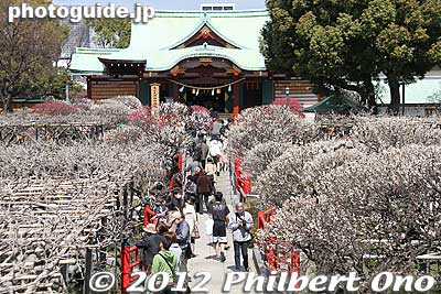 Keywords: tokyo koto-ku kameido tenmangu tenjin shrine jinja torii plum blossoms ume flowers