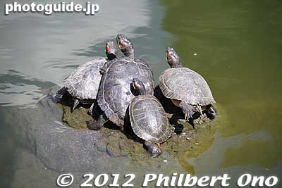 Turtles
Keywords: tokyo koto-ku kameido tenmangu tenjin shrine jinja
